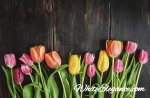 tulips on wood background white elegance gift cards