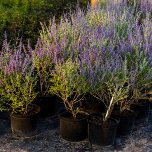 lavender for unique wedding send off